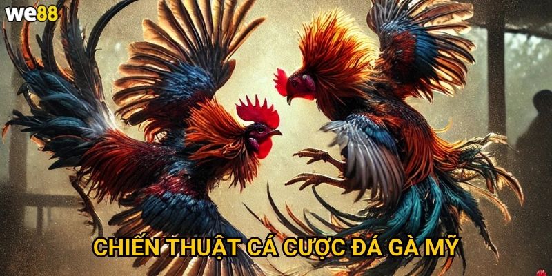 Đá gà mỹ We88 có gì khác biệt so với đá gà truyền thống? 3 Chiến thuật cá cược đá gà Mỹ