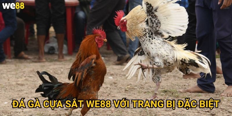 Đá Gà Cựa Sắt We88 có an toàn cho người xem không? 2 Đá Gà Cựa Sắt We88 với trang bị đặc biệt