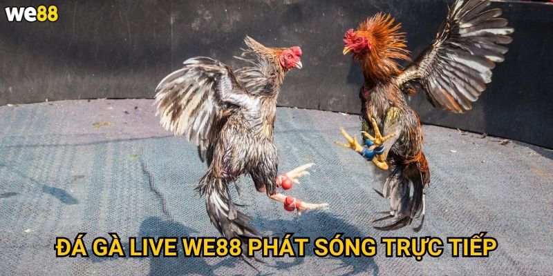 Đá Gà Live We88 có thể xem trực tiếp không? 2 Đá Gà Live We88 phát sóng trực tiếp