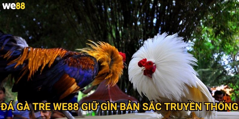 Đá gà tre We88 có những nét đặc trưng gì của Việt Nam? 2 Đá gà tre We88 giữ gìn bản sắc truyền thống
