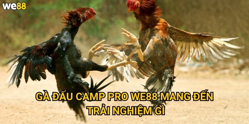 Gà Đấu Camp Pro We88 có những tính năng chuyên nghiệp nào? 2 Gà Đấu Camp Pro We88 mang đến trải nghiệm gì