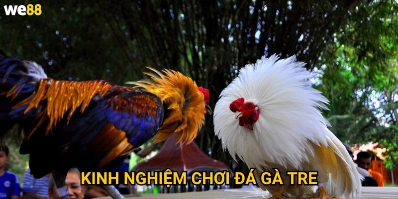 Đá gà tre We88 có những nét đặc trưng gì của Việt Nam? 3 Kinh nghiệm chơi đá gà tre