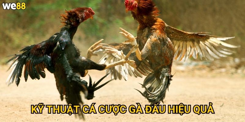 Gà Đấu Camp Pro We88 có những tính năng chuyên nghiệp nào? 3 Kỹ thuật cá cược gà đấu hiệu quả