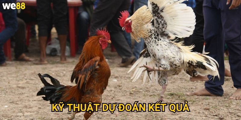 Đá Gà Cựa Sắt We88 có an toàn cho người xem không? 3 Kỹ thuật dự đoán kết quả