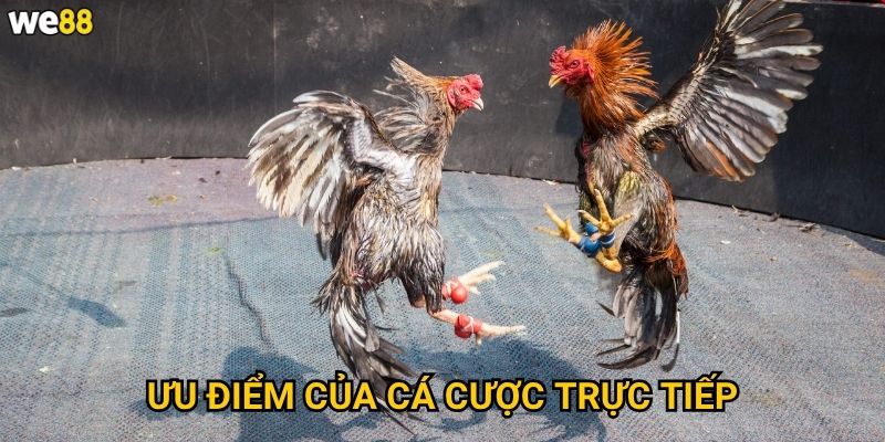 Đá Gà Live We88 có thể xem trực tiếp không? 3 Ưu điểm của cá cược trực tiếp